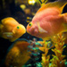 20120131105924_bisou_poissons 20120131105924_bisou_poissons