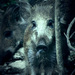 20120131113819_286887_2329367518667_1384086325_2711849_5668961_o 20120131113819_286887_2329367518667_1384086325_2711849_5668961_o