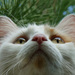 20120131115731_nougat_en_contre_plongee 20120131115731_nougat_en_contre_plongee