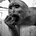 20120131120548_singe 20120131120548_singe