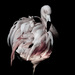 20120131153311_flamant_1 20120131153311_flamant_1