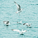 20120201140706_bretagne_00018 20120201140706_bretagne_00018