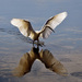 20120131100854_aigrette_papillon 20120131100854_aigrette_papillon