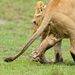 20120131122244_lion_kenya_20111103_121710__d3b6055 20120131122244_lion_kenya_20111103_121710__d3b6055
