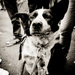 20120131170353_vie_de_chien 20120131170353_vie_de_chien