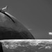 20120131181906_le_pigeon_au_nuage 20120131181906_le_pigeon_au_nuage