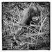 20120131220038_deshaies_orangoutangbaby_7 20120131220038_deshaies_orangoutangbaby_7