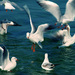 20120201101207_mouettes 20120201101207_mouettes