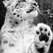 20120201214234_panthere_des_neiges 20120201214234_panthere_des_neiges