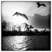 20120131150712_birds_in_the_wind 20120131150712_birds_in_the_wind