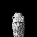 20120131161251_acinonyx_jubatus 20120131161251_acinonyx_jubatus
