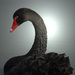 20120131191113_cygne_noir_par_remy_touche_a_branfere 20120131191113_cygne_noir_par_remy_touche_a_branfere
