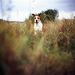 20120131210430__guillaumeducreux_dog_and_grass 20120131210430__guillaumeducreux_dog_and_grass