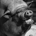 20120202105406_cochon_noir_30x30