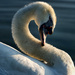 20120202113446_cygne