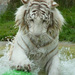 20120202193359_tigre