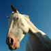 20120202142611_cheval_oblique