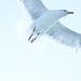 20120202114349_goeland_volant