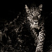 20120202193702_leopard_big_cat_cadre 20120202193702_leopard_big_cat_cadre