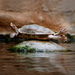 20120202235439_tortue_carre_1