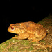 20120203223247_crapaud_commun04