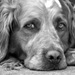 20120204101558_athos___sophie_loustau 20120204101558_athos___sophie_loustau