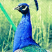 20120204192739_paon 20120204192739_paon