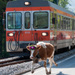 20120204201112_vache_court_devant_train 20120204201112_vache_court_devant_train