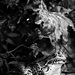 20120203104125_01_elian_chrebor_grenouille 20120203104125_01_elian_chrebor_grenouille