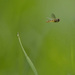 20120203164513_petite_guepe 20120203164513_petite_guepe