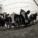 20120203170321_vaches_competences_photo 20120203170321_vaches_competences_photo