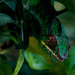 20120204052833_l_ami_du_jardin 20120204052833_l_ami_du_jardin
