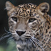 20120204143316_img_4713zoo_la_palmyre 20120204143316_img_4713zoo_la_palmyre