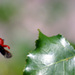 20120205090638_envol___photo_sebastien_gayet 20120205090638_envol___photo_sebastien_gayet