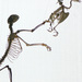 20120205211000_le_predateur_et_sa_proie 20120205211000_le_predateur_et_sa_proie
