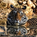 20120205213949_tigre 20120205213949_tigre