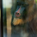 20120206095038_zoo19