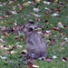 20120206163032_lapin__2_ 20120206163032_lapin__2_