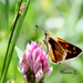 20120206181839_imgpapillon