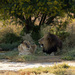 20120206135847_couple_of_lions
