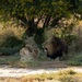 20120206135847_couple_of_lions 20120206135847_couple_of_lions