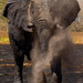 20120206200758_elephant_1
