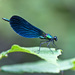 20120206222329_demoiselle_bleue 20120206222329_demoiselle_bleue