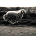 20120206203622_saute_mouton