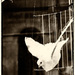 20120208004741_le_portrait_d_un_oiseau___claudine_coupe 20120208004741_le_portrait_d_un_oiseau___claudine_coupe