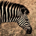 ZEBRA2 ZEBRA2