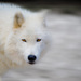 20120208213635_20110123___zoo_servion___arctic_wolf___fabien_heinis