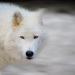 20120208213635_20110123___zoo_servion___arctic_wolf___fabien_heinis 20120208213635_20110123___zoo_servion___arctic_wolf___fabien_heinis