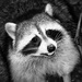 20120209052612_raccoon_guadeloupe