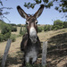 20120209191741_anesse_08_juillet_2011_02 20120209191741_anesse_08_juillet_2011_02